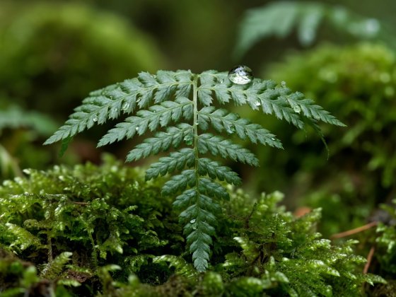 Saniaisen lehti ja kirkas vesipisara lähikuvassa metsänpohjalla, taustalla pehmeä sammalmatto