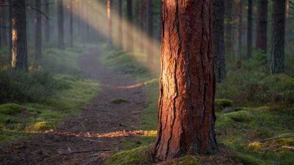 Männyn punertava kaarna ja siihen osuva kapea auringonsäde metsäpolun varrella
